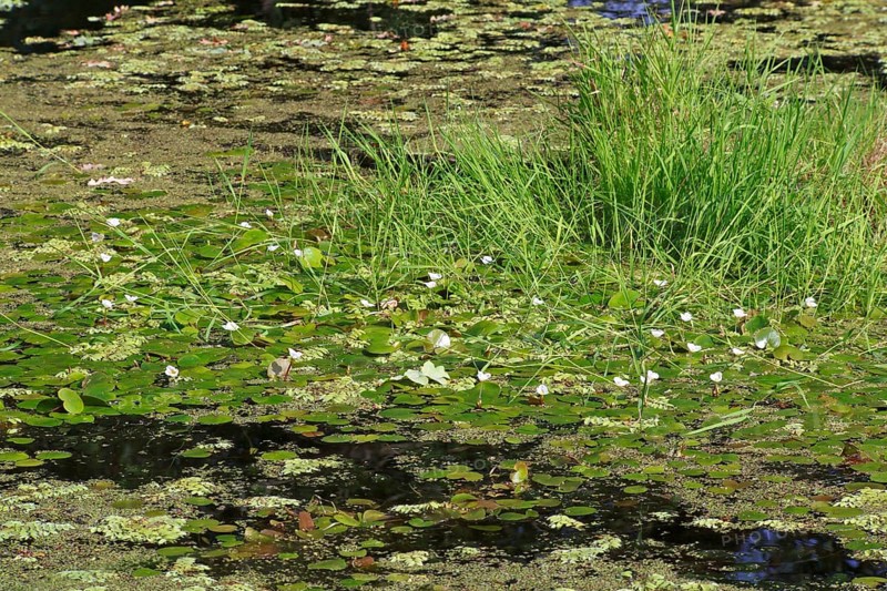 Common frogbit (Hydrocharis morsus-ranae), in flower on a still water body, Naturpark Flusslandschaft Peenetal, Mecklenburg-Western Pomerania, Germany, Europe
