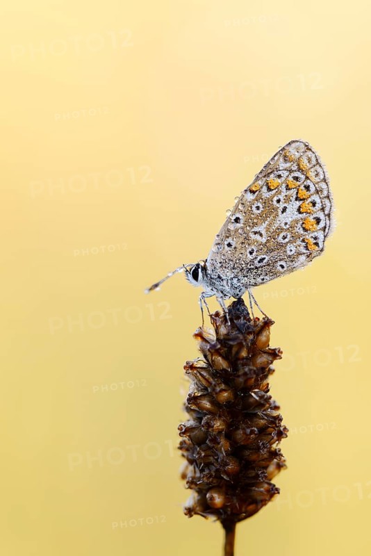Common blue butterfly (Polyommatus icarus) with dewdrops, North Rhine-Westphalia, Germany, Europe