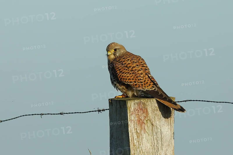 Common kestrel (Falco tinnunculus), sitting on a post of a pasture fence, North Rhine-Westphalia, Germany, Europe