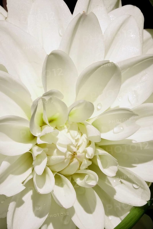 Dahlias (Dahlia) in August in the garden, Saxony, Germany, Europe