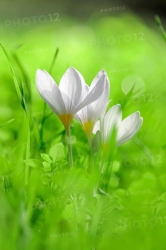 Autumn crocus (Colchium speciosum), September, Saxony, Germany, Europe