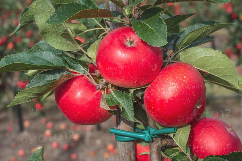 Apple plantation of Discovery apples in Österlen fruit district, Kivik, Scania, Sweden, Scandinavia, Europe