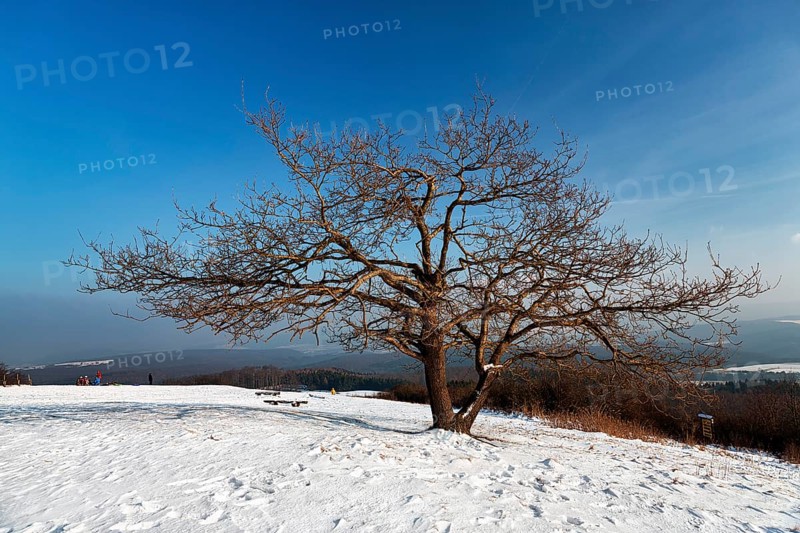 Bare solitary oaks on snow-covered peak, sunny winter weather, Köterberg, Lügde, Weserbergland, North Rhine-Westphalia, Germany, Europe