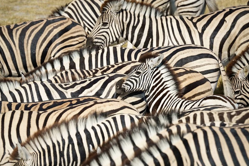 Burchells zebra (Equus quagga burchellii) herd standing close to each other on waterhole. Etosha National Park, Namibia, Africa