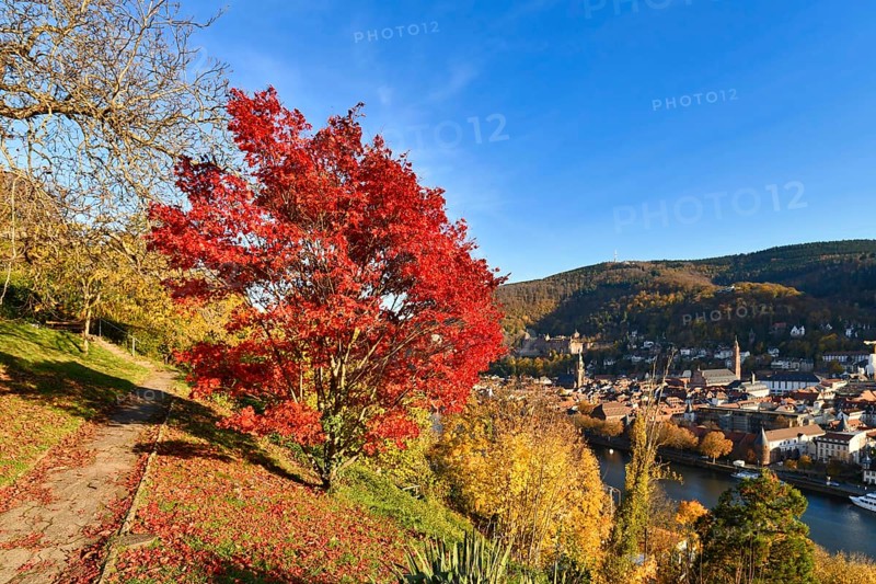 Red maple tree at famous path with public gardens called 'Philosophenweg' in Heidelberg city in Odenwald forest on sunny autumn day