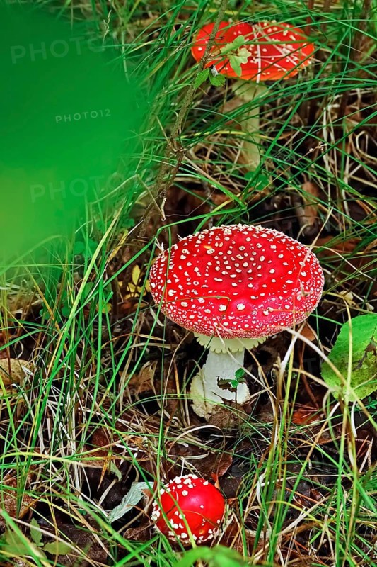 Fairytale toadstool (Amanita muscaria) in autumn in the forest, Saxony, Germany, Europe
