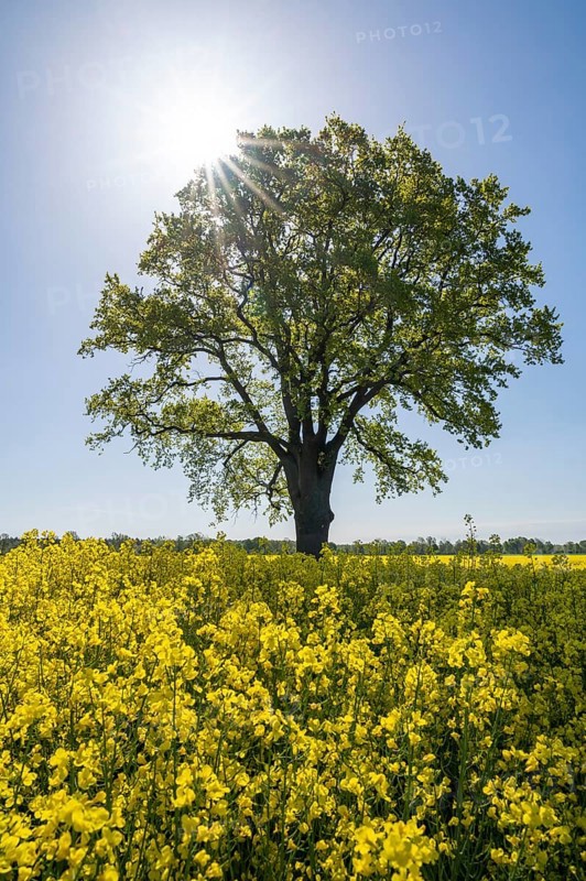 English oak (Quercus robur), solitary standing next to a flowering rape (Brassica napus), backlit with sunstar, Lower Saxony, Germany, Europe
