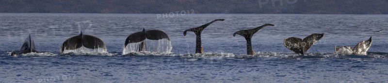 Humpback whale (Megaptera novaeangliae), Strait of Magellan, Patagonia, Chile, South America