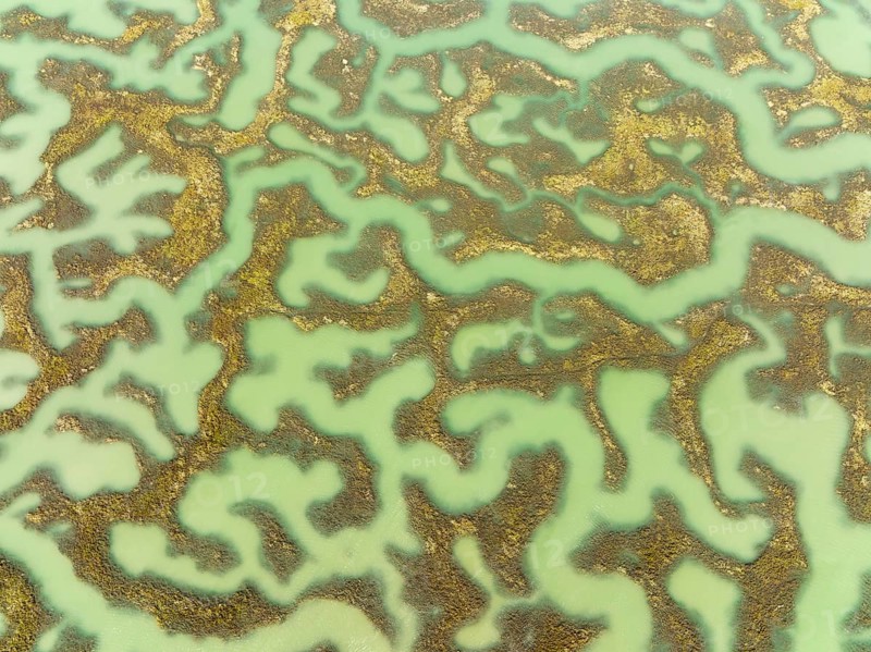 Network of channels and streams at low tide, in the marshland of the Bahía de Cádiz, aerial view, drone shot, Cádiz province, Andalusia, Spain, Europe