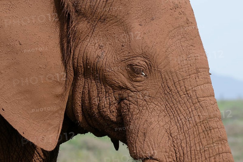 Portrait of an African bush elephant (Loxodonta africana) covered with red soil, Kwazulu Natal Province, South Africa, Africa