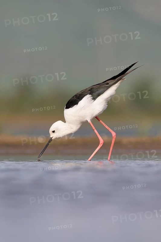 Black-winged stilt (Himantopus himantopus) walking in water, Kwazulu Natal Province, South Africa, Africa