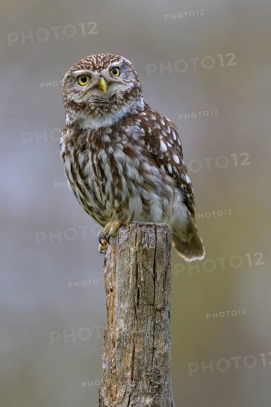 Little Owl (Athene noctua), calling male on willow pole, biosphere reserve, Swabian Alb, Baden-Württemberg, Germany, Europe