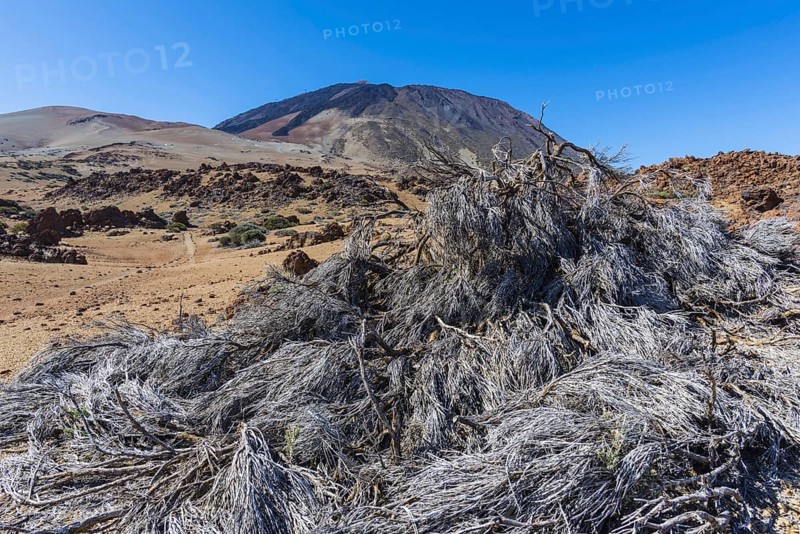 Tenerife National Park, behind it the volcano Pico de Teide, 3718m, World Heritage Site, Tenerife, Canary Islands, Spain, Europe