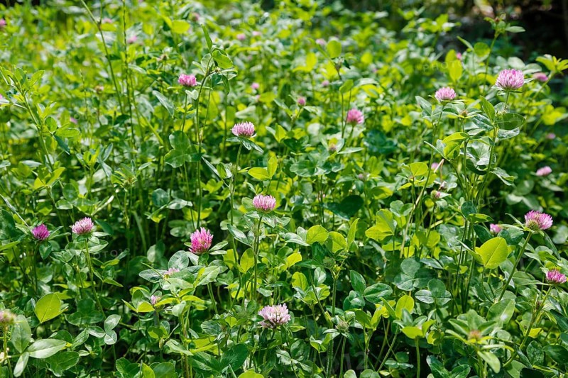 Clover (Trifolium), wildflower meadow with pink flowers, green grass, spring, plants, flowers, blossoms, lawn, nature, Germany, Europe