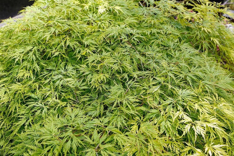 Green slit maple (Acer palmatum 'Dissectum Viridis'), slit fan maple, shrub-like tree with filigree, palmately fanned foliage, green leaves, garden, plants, Germany, Europe