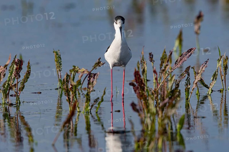 Black-winged Black-winged Stilt (Himantopus himantopus), adult, frontal, shallow water, Dümmerniederung, LK Diepholz, Lower Saxony, Germany, Europe