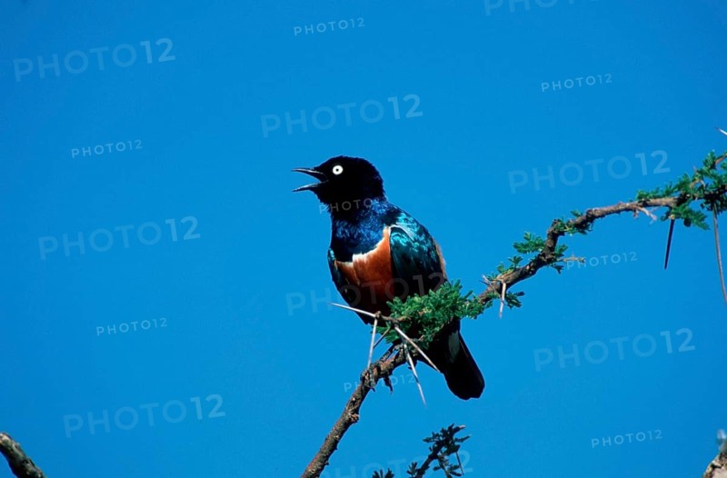 Superb Starling (Lamprotornis superbus), Serengeti national park, Tanzania, Dreifarben-Glanzstar, Serengeti Nationalpark, Tansania, Afrika, africa, Tiere, animals, Vogel, Singvoegel, songbirds, aussen, outdoor, Ast, branch, bunt, multicolored, Querformat, horizontal, sitzen, sitting, adult, Kommunikation, communication, singen, singing, Africa