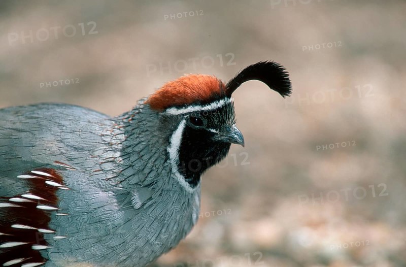 Gambel's Quail (Callipepla gambelii), male, Sonora desert, Arizona, USA, Helmwachtel, maennlich, Sonorawueste, Arizona, USA, Wachtel, North America