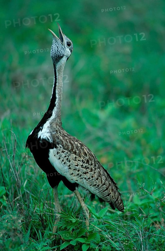 Black-bellied Bustard, Ngorongoro Crater, Tanzania (Eupodotis melanogaster), Black-bellied Bustard, Ngoro-Ngoro Crater, Tanzania, Africa