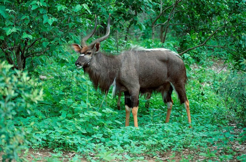 Nyala, male, Kruger National Park, South Africa (Tragelaphus angasi), lowland nyala, Kruger National Park