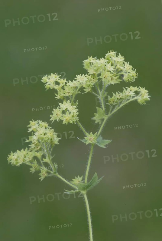 Garden lady's mantle (Alchemilla mollis)