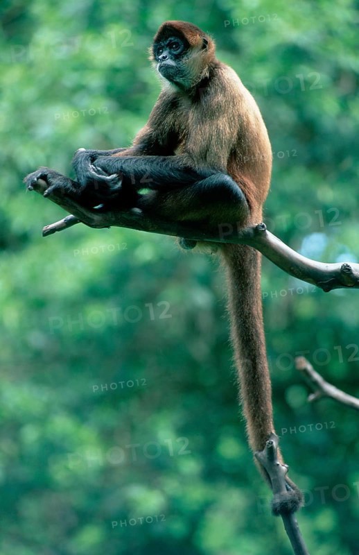 Black-handed Geoffroy's spider monkey (Ateles geoffroyi)