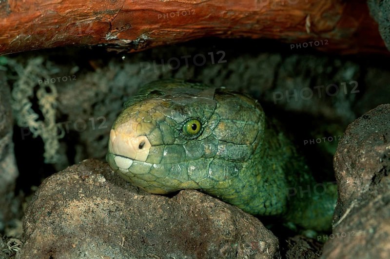 Solomon Island Skink (Corucia zebrata), Solomon Tiliquine Skink