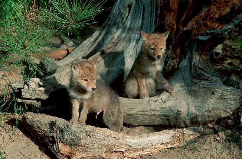 Coyote (Canis latrans) cubs, Montana, USA, North America