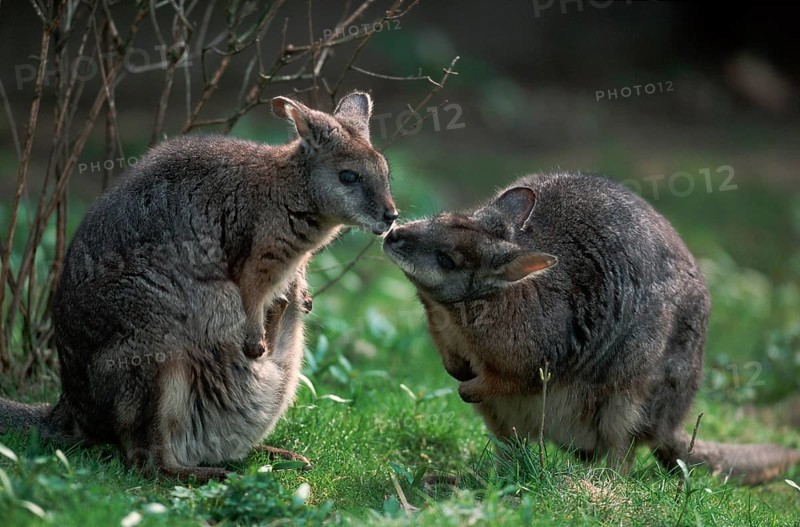 Tammar wallabies, pair (Wallabia eugenii)