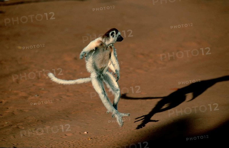 Verreaux's Sifaka (Propithecus verreauxi), Berenty, Madagascar, freistellbar, Africa