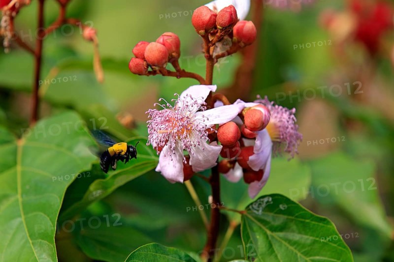 Achiote (Bixa orellana), Bixaceae, Madagascar, Africa