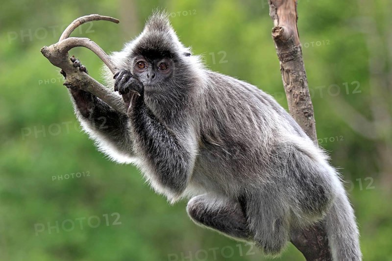 Silver leaf monkey, Labuk Bay, Sabah, Borneo (Presbytis cristatus), Silvery silvery lutung (Trachypithecus cristatus), Malaysia, Asia