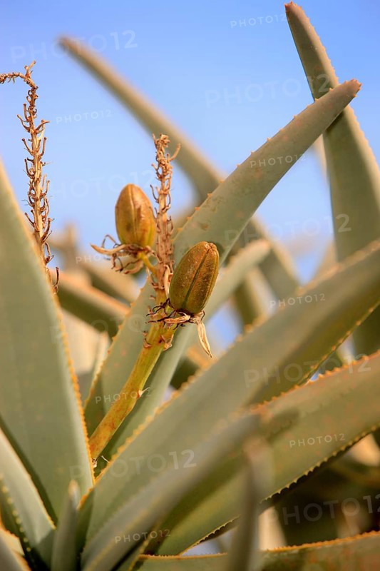 Quiver tree (Aloe dichotoma)