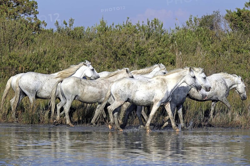 Camargue horses, Camargue, Provence, South of France, Camargue horse, grey, lateral