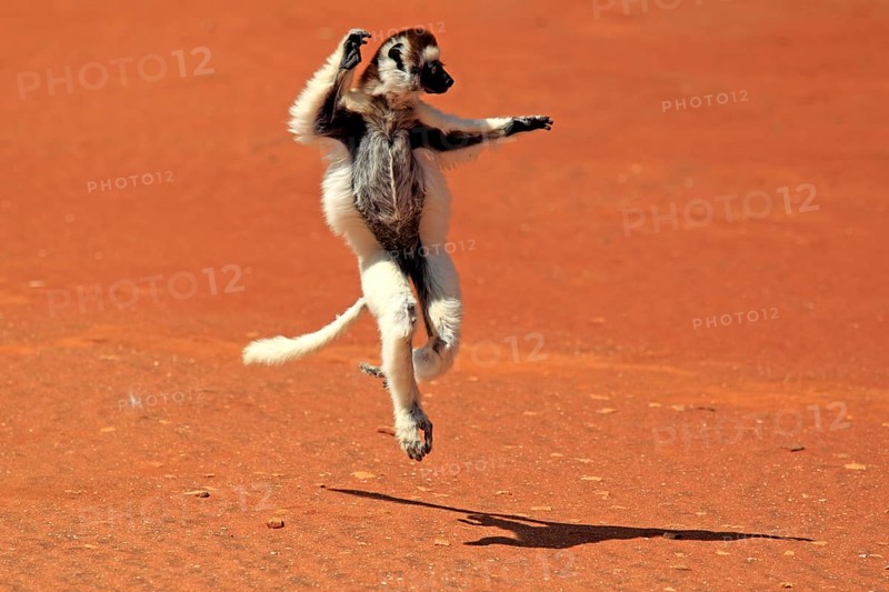 Verreaux's verreaux's sifaka (Propithecus verreauxi), Berenty Reserve, Madagascar, Africa