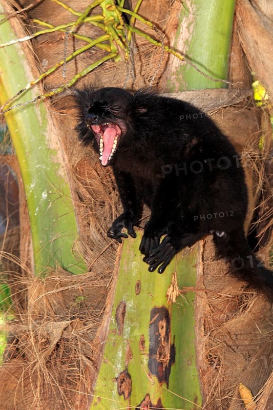 Black lemur (Eulemur macaco), male, Nosy Komba, Madagascar, Africa