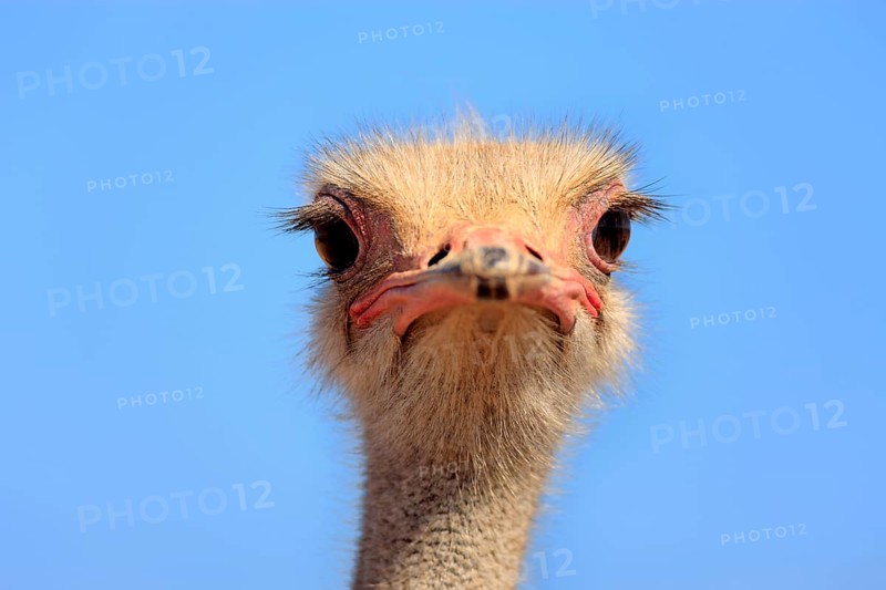 South african ostrich (Struthio camelus australis), male, Oudtshoorn, Klein Karoo, South Africa, Africa