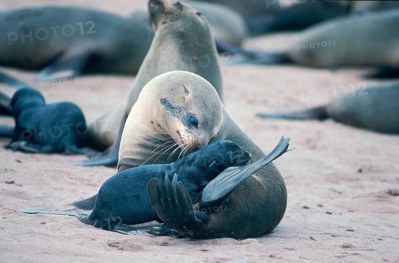 South African Fur Seals (Arctocephalus pusillus), female with young, Cape Cross, Namibia, Africa