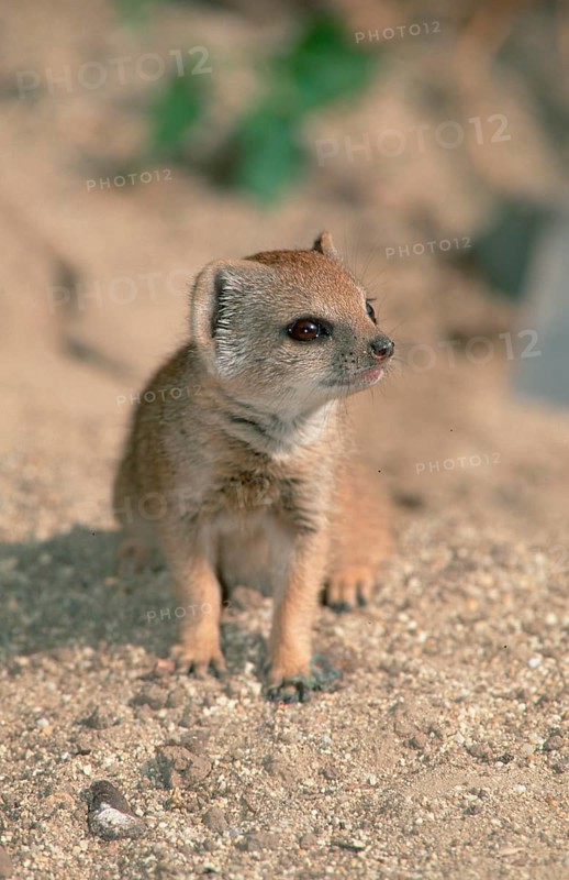 Young Yellow Mongoose (Cynictis penicillata)