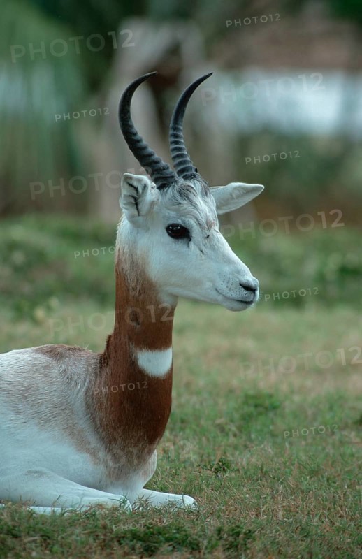 Red-necked Gazelle, male (Gazella dama ruficollis), Damagazelle, male