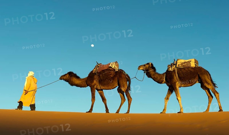 Morocco, camel driver, Berber, Erg Chebbi desert, dunes, Africa