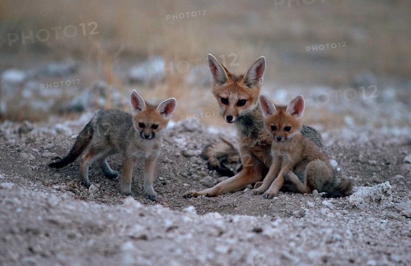 Cape Fox (Vulpes chama) with cubs at den, Silverback fox, Etosha national park, Namibia, Cape fox with cubs at den, Etosha national park, Namibia, Africa