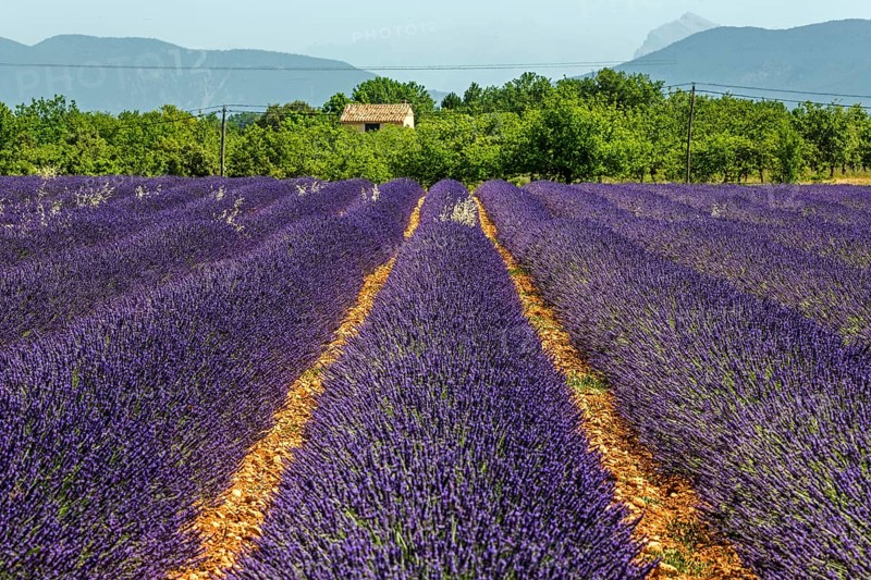 Lavender field, flowering true lavender (Lavandula angustifolia), PuimoissonPlateau de Valensole, Provence, Provence-Alpes-Cote d Azur, South of France, France, Europe