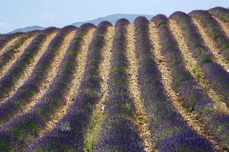 Lavender field, flowering true lavender (Lavandula angustifolia), near Valensole, Provence, Provence-Alpes-Cote d Azur, South of France, France, Europe