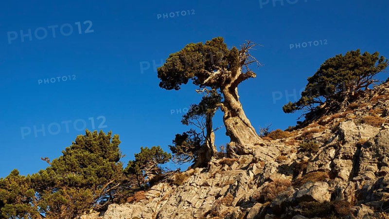 Bizarre gnarled tree, boulders, Gingilos, hiking on the Gingilos, morning light, cloudless blue sky, Samaria Gorge, Omalos, Lefka Ori, White Mountains, West Crete, island of Crete, Greece, Europe