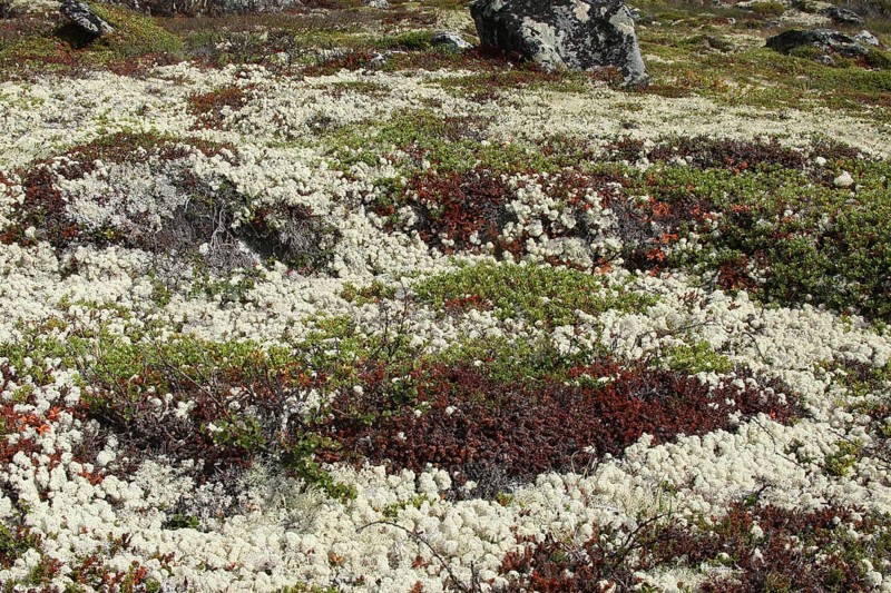 Tundra plants, white reindeer lichens (Cladonia rangiferina) red-brown goldmoss stonecrop (Sedum acre) and green dwarf birch (Betula nana) Lapland, northern Norway, Scandinavia