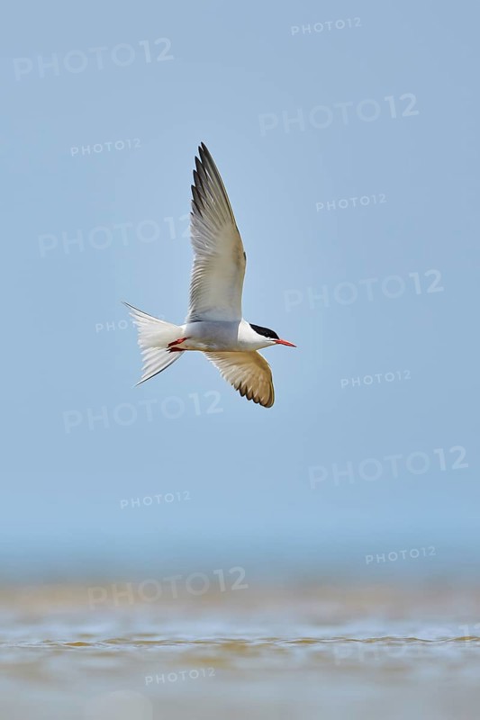Elegant tern (Thalasseus elegans) flying in the sky above the sea, hunting, ebro delta, Catalonia, Spain, Europe