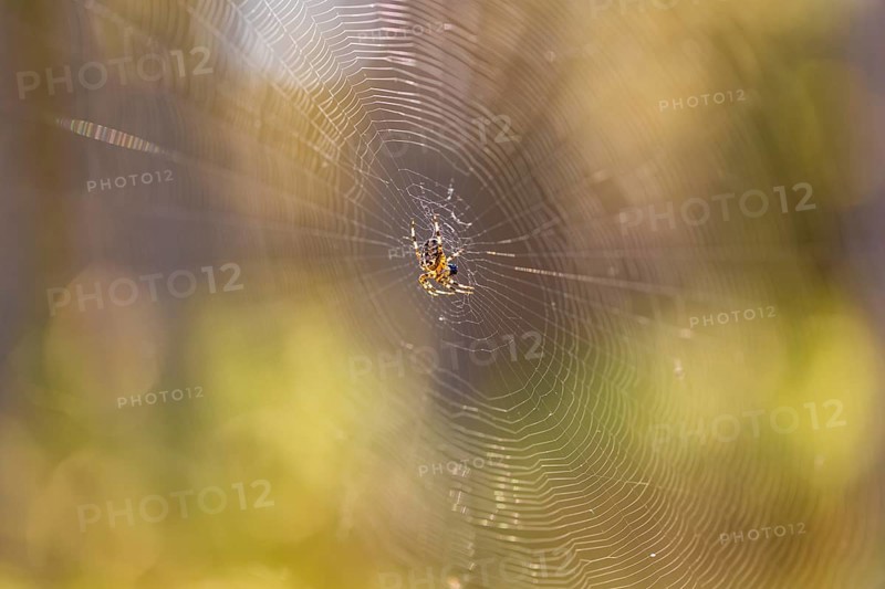 Cross spider (Araneus) in a spider web