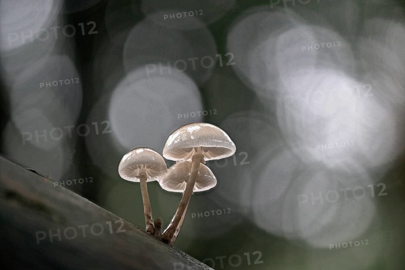 Porcelain fungi (Oudemansiella mucida), Emsland, Lower Saxony, Germany, Europe