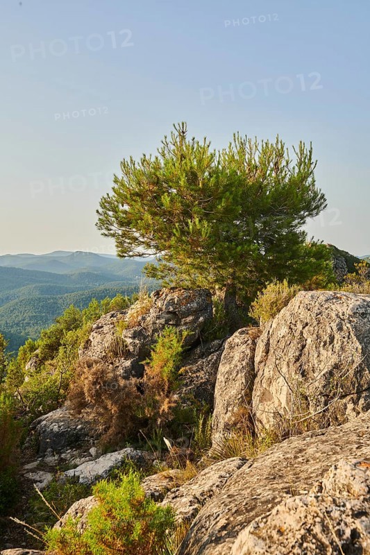 Scots pine (Pinus sylvestris) at Mount "La Talaia del Montmell" at evening, Catalonia, Spain, Europe